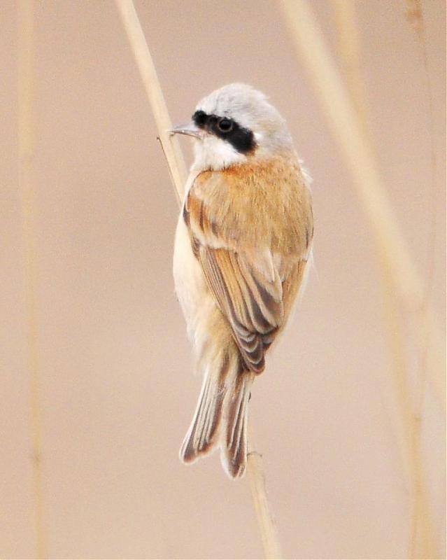 Chinese Penduline-Tit - Steve Bale