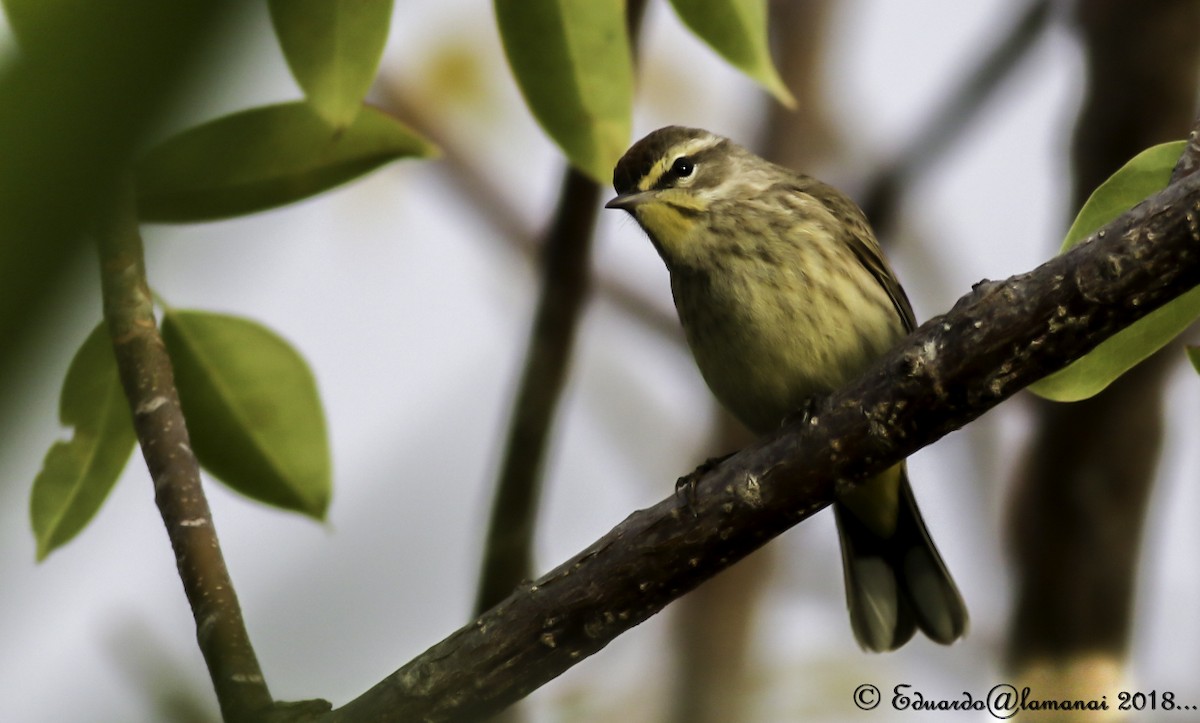 Palm Warbler - ML119136701