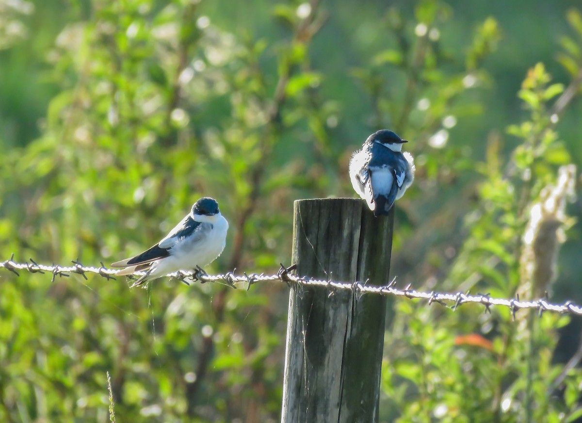 White-winged Swallow - ML119136731