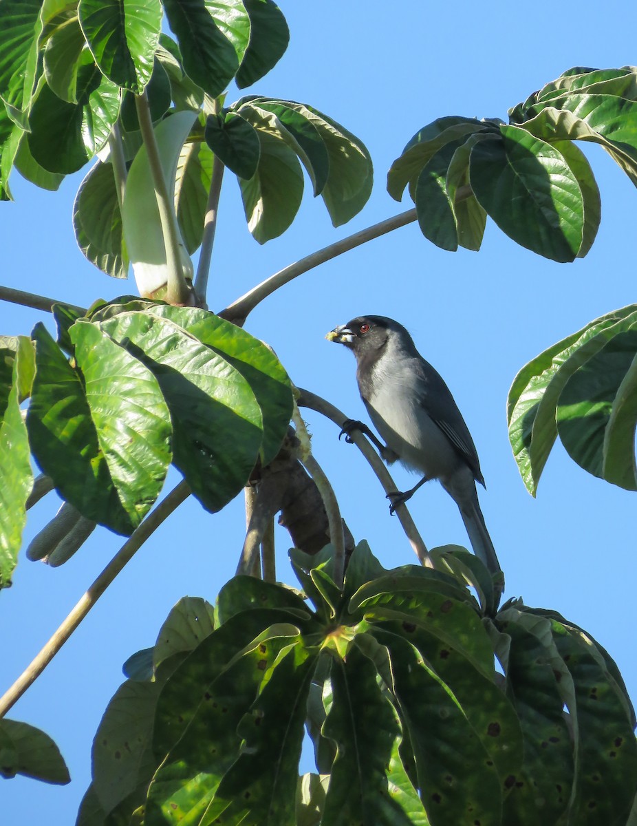 Black-faced Tanager - ML119136751