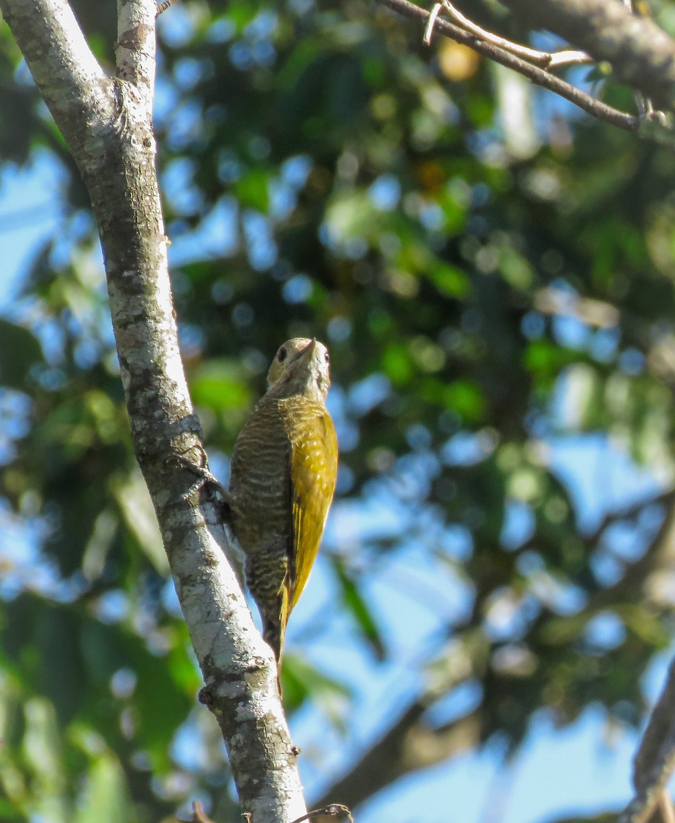 Little Woodpecker - ML119136771