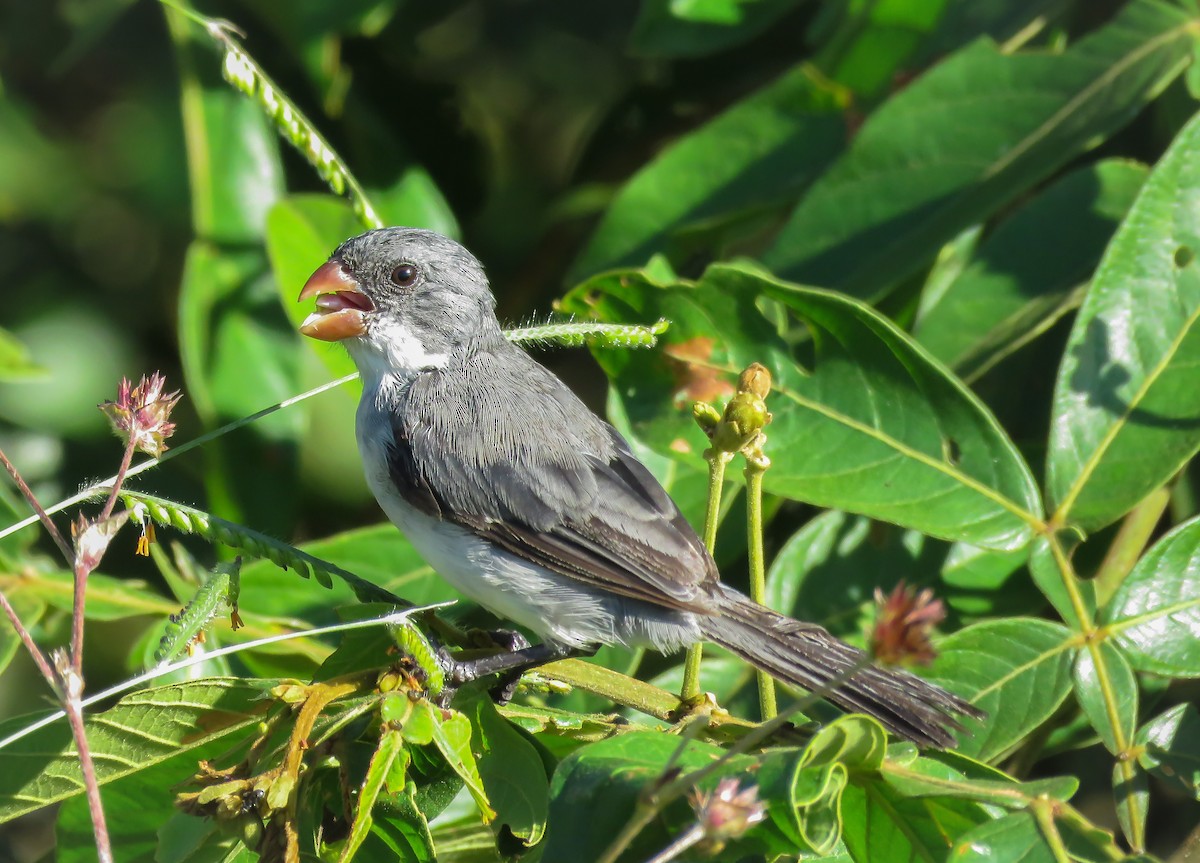 White-bellied Seedeater - ML119136811