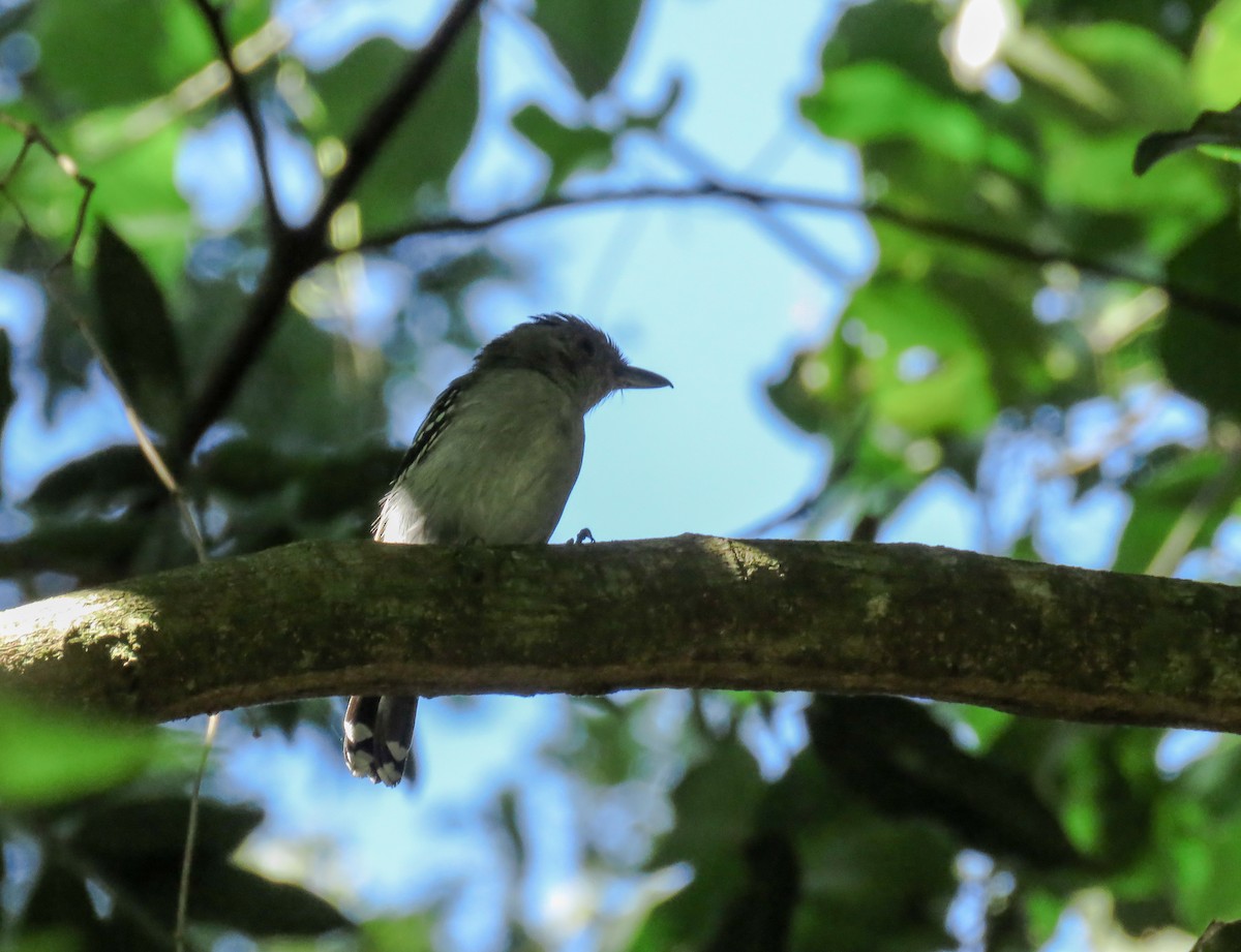 Planalto Slaty-Antshrike - ML119136831