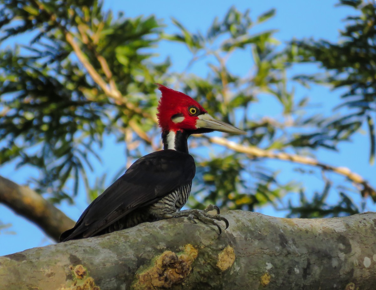 Crimson-crested Woodpecker - ML119137021