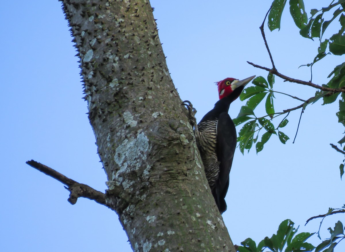 Crimson-crested Woodpecker - ML119137031