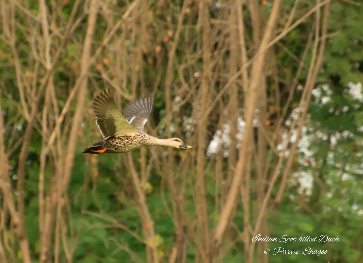 Indian Spot-billed Duck - ML119139451