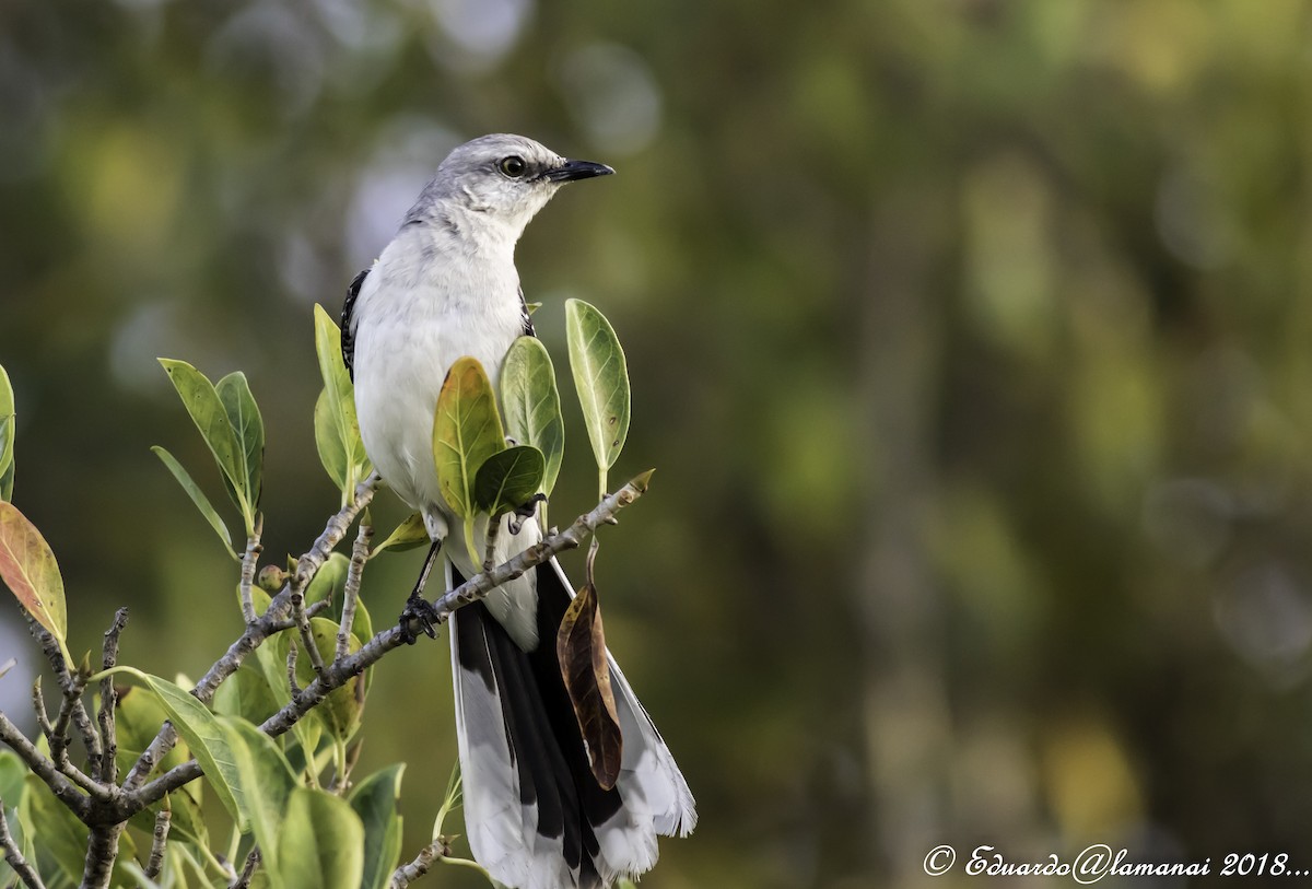 Tropical Mockingbird - ML119139771