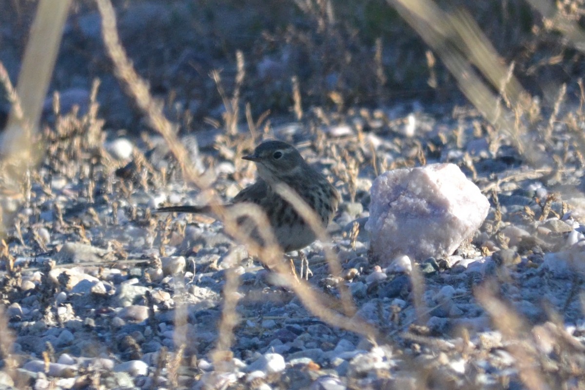 American Pipit - ML119139801