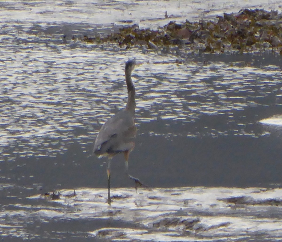 Great Blue Heron - ML119142891