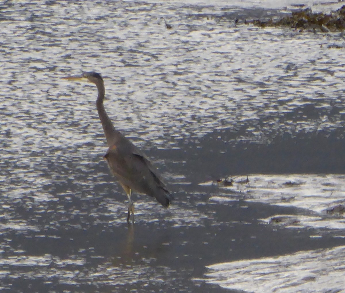 Garza Azulada - ML119142911