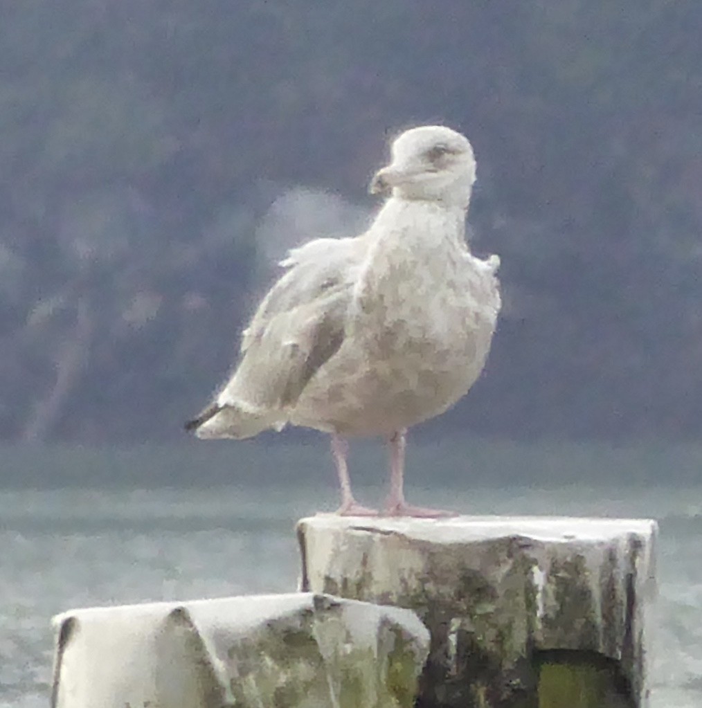 Herring Gull - ML119143821