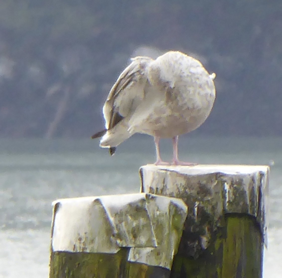 Herring Gull - ML119143841