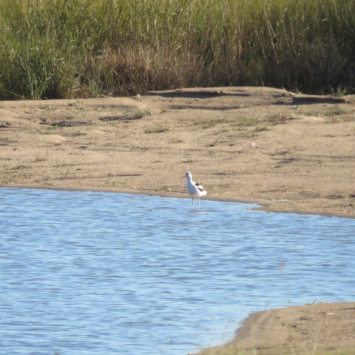 Avoceta Americana - ML119145041