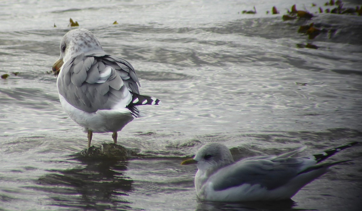 Gaviota Californiana - ML119145131