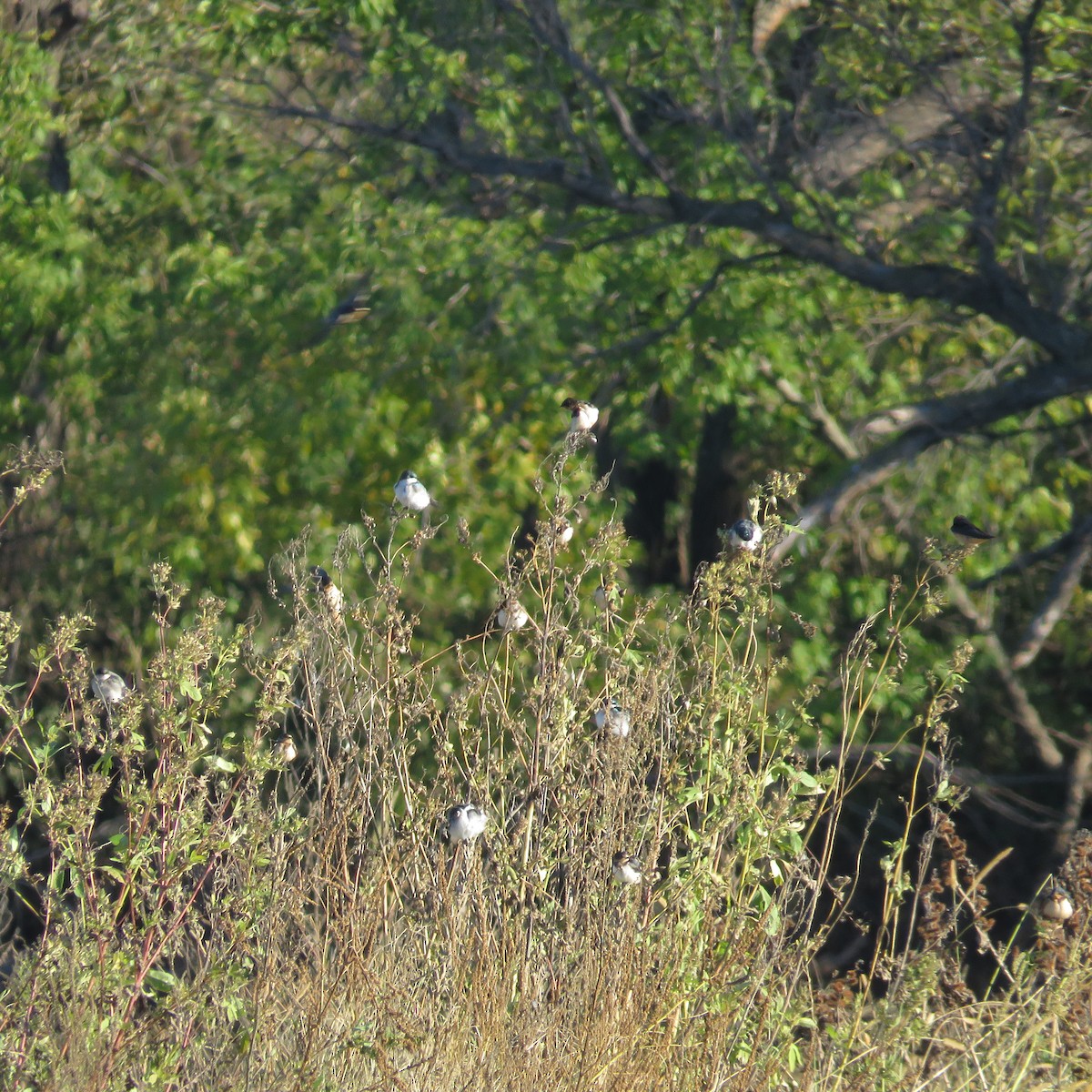 Hirondelle bicolore - ML119145271