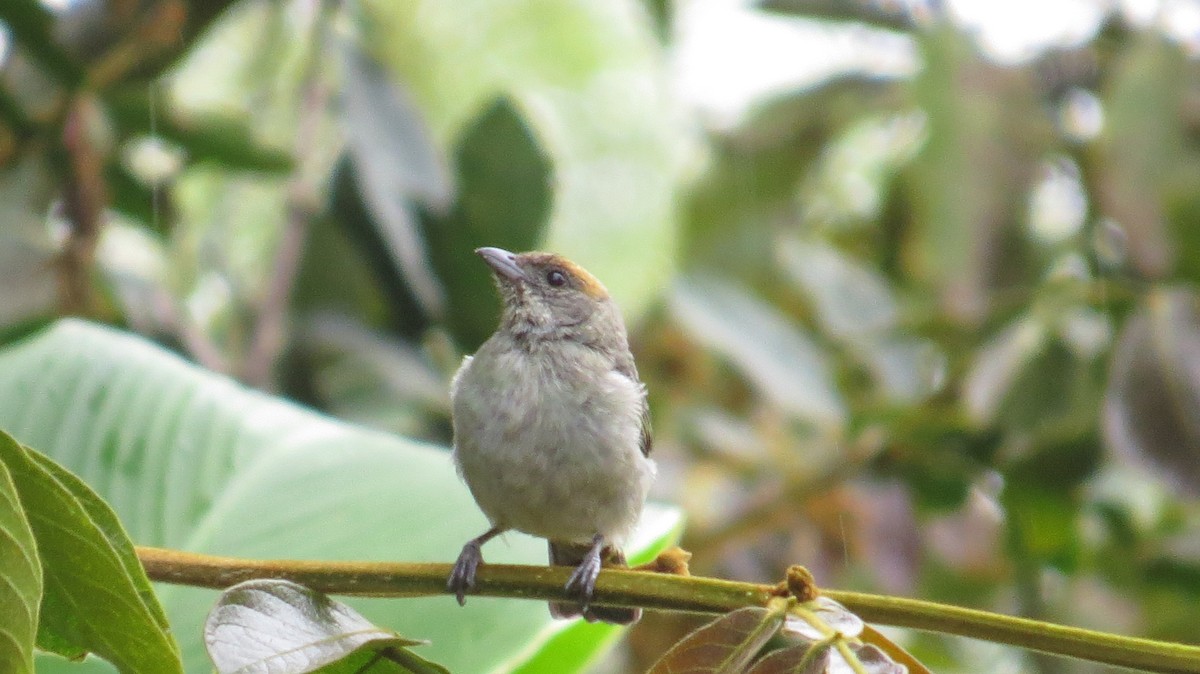 Scrub Tanager - ML119145671