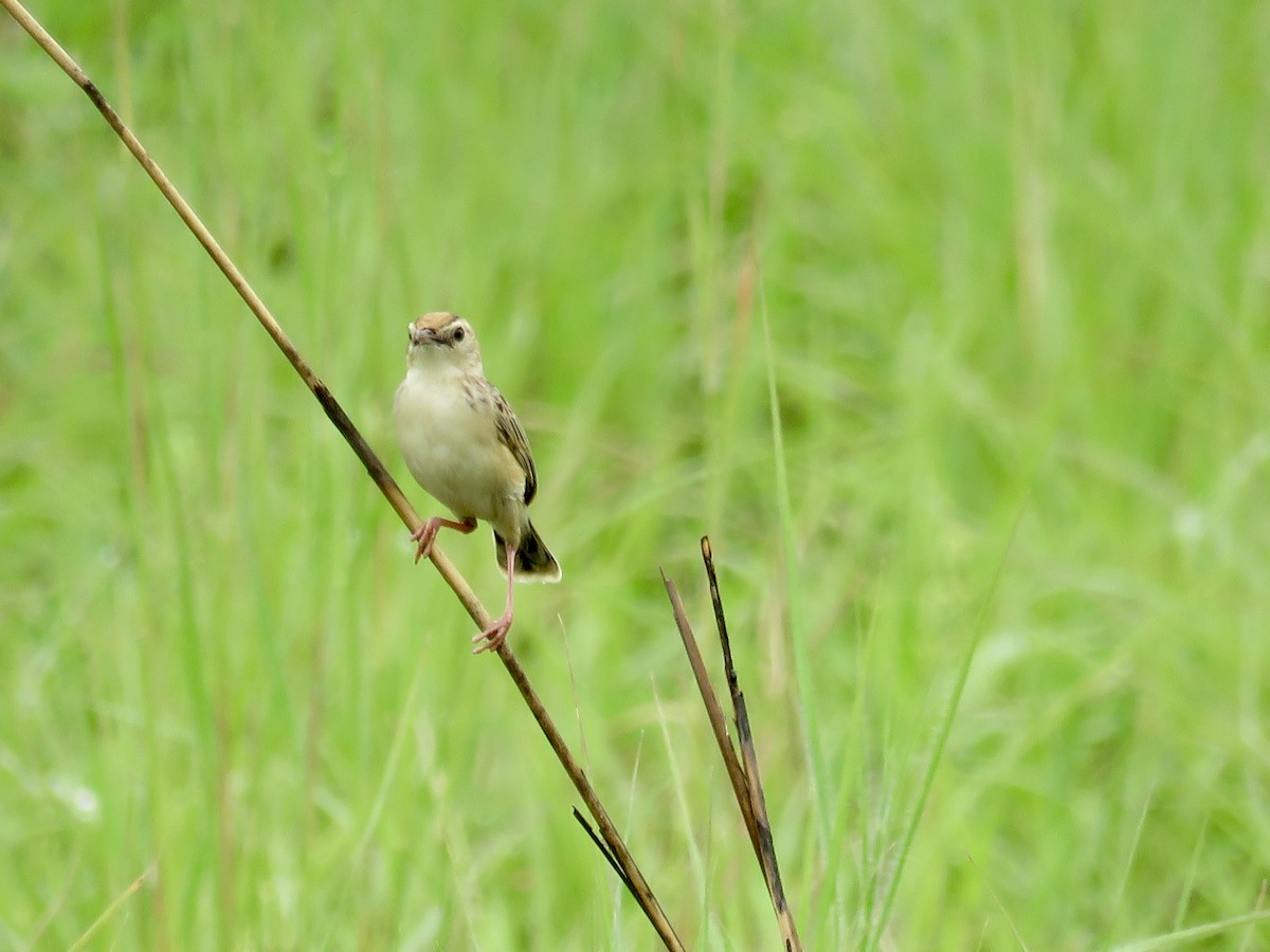 Pectoral-patch Cisticola - GARY DOUGLAS