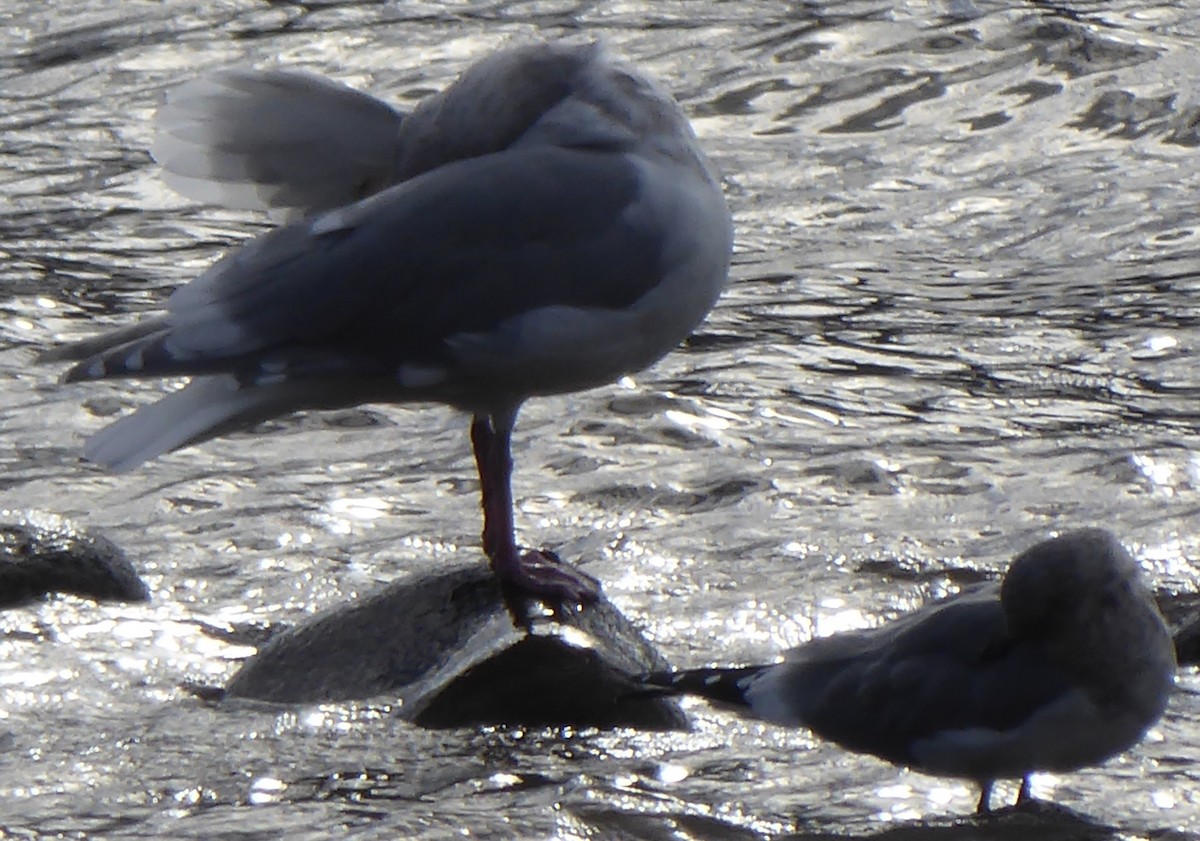 Glaucous-winged Gull - T A