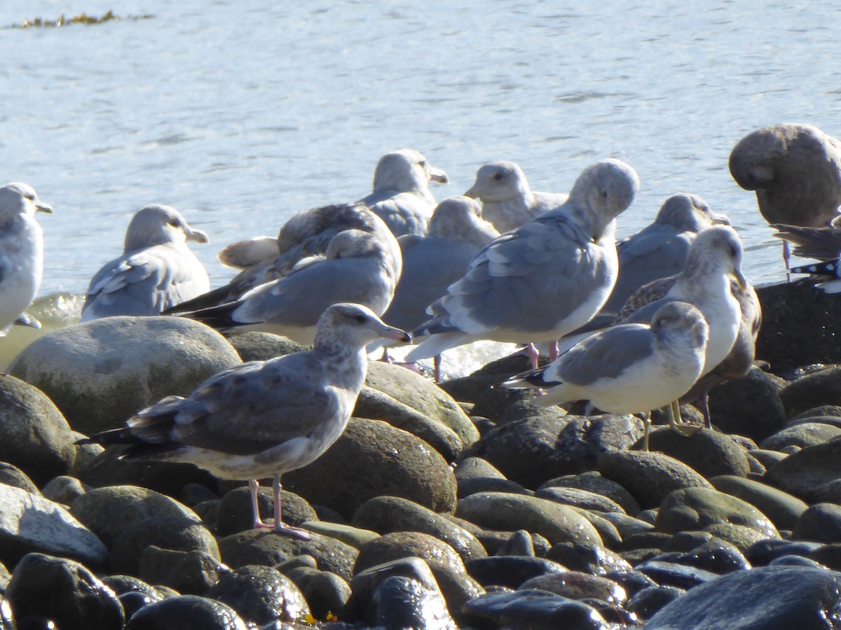 Glaucous-winged Gull - ML119146391