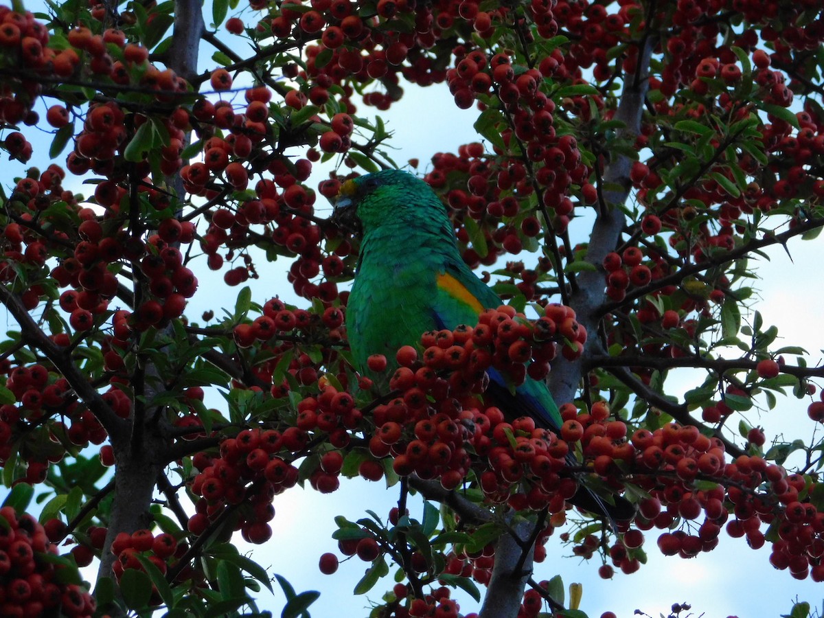 Разноцветный попугайчик - ML119146411