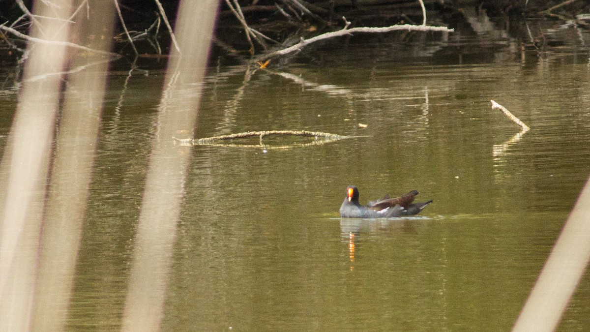 Gallinule d'Amérique - ML119146601