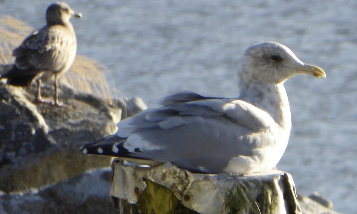 Gaviota Groenlandesa (thayeri) - ML119146771