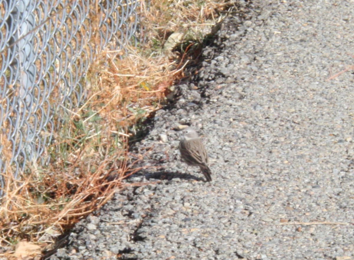 Sagebrush Sparrow - ML119147401