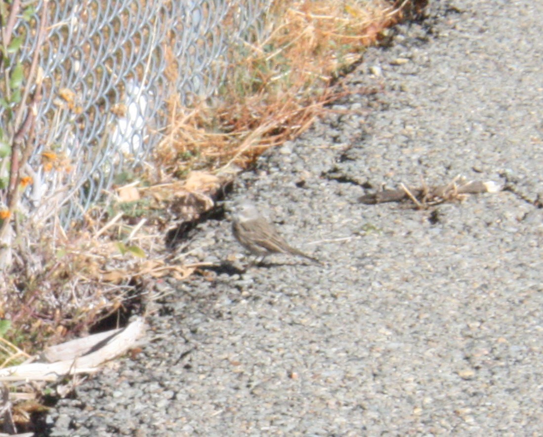 Sagebrush Sparrow - ML119147611