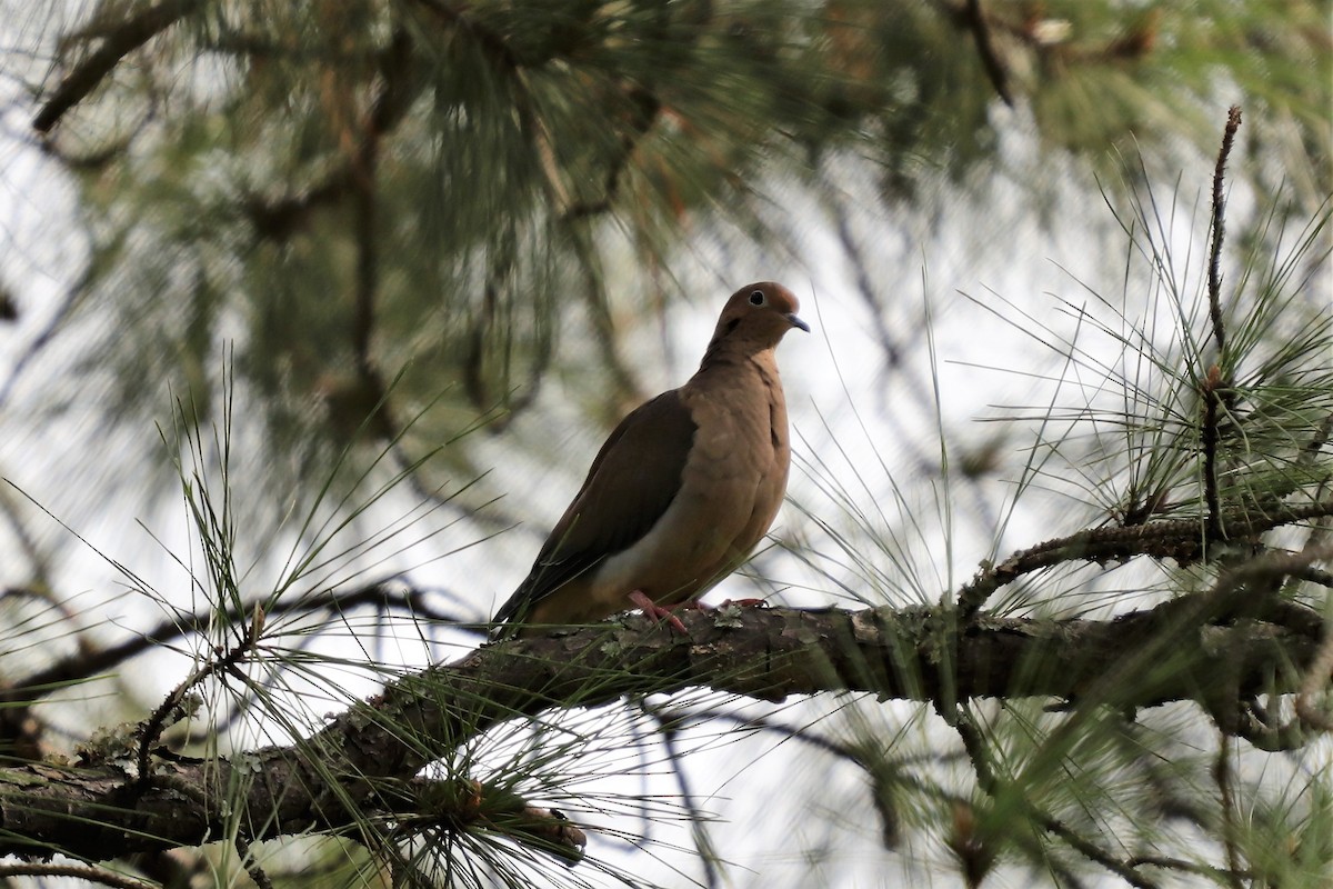 Mourning Dove - ML119147721