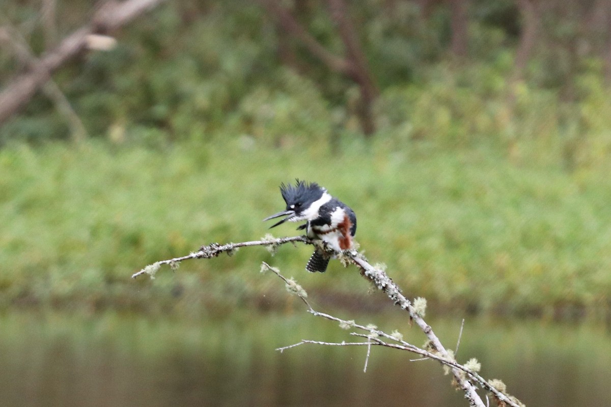 Belted Kingfisher - ML119147871