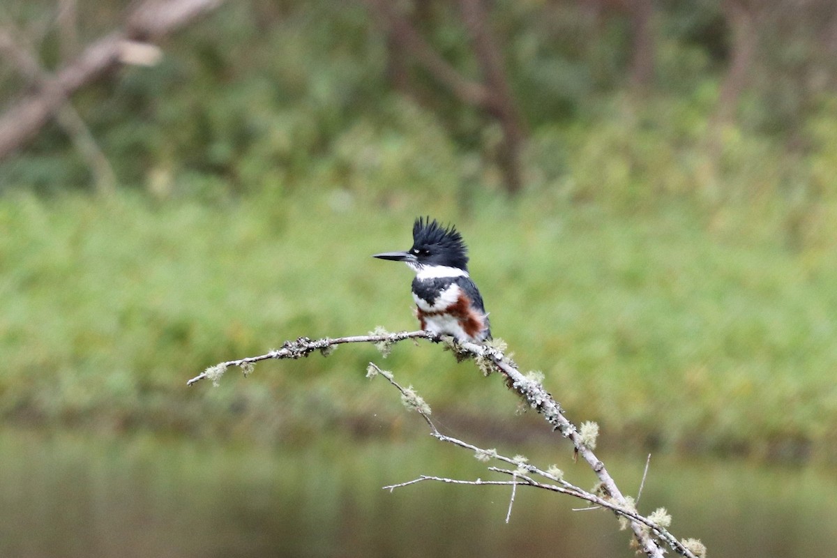 Belted Kingfisher - ML119147891