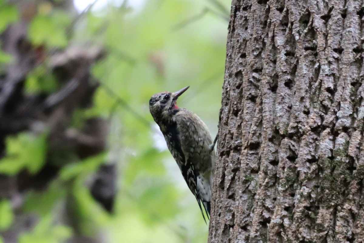 Yellow-bellied Sapsucker - ML119147951