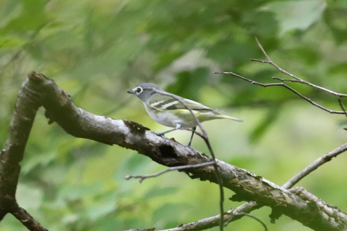 Vireo Solitario - ML119149601