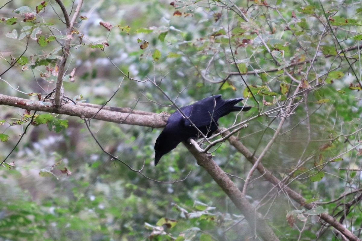 American Crow - ML119149651