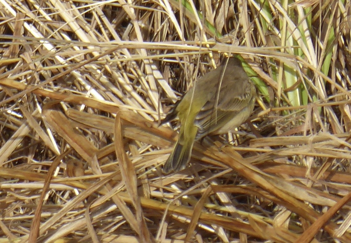 Palm Warbler (Western) - ML119149681