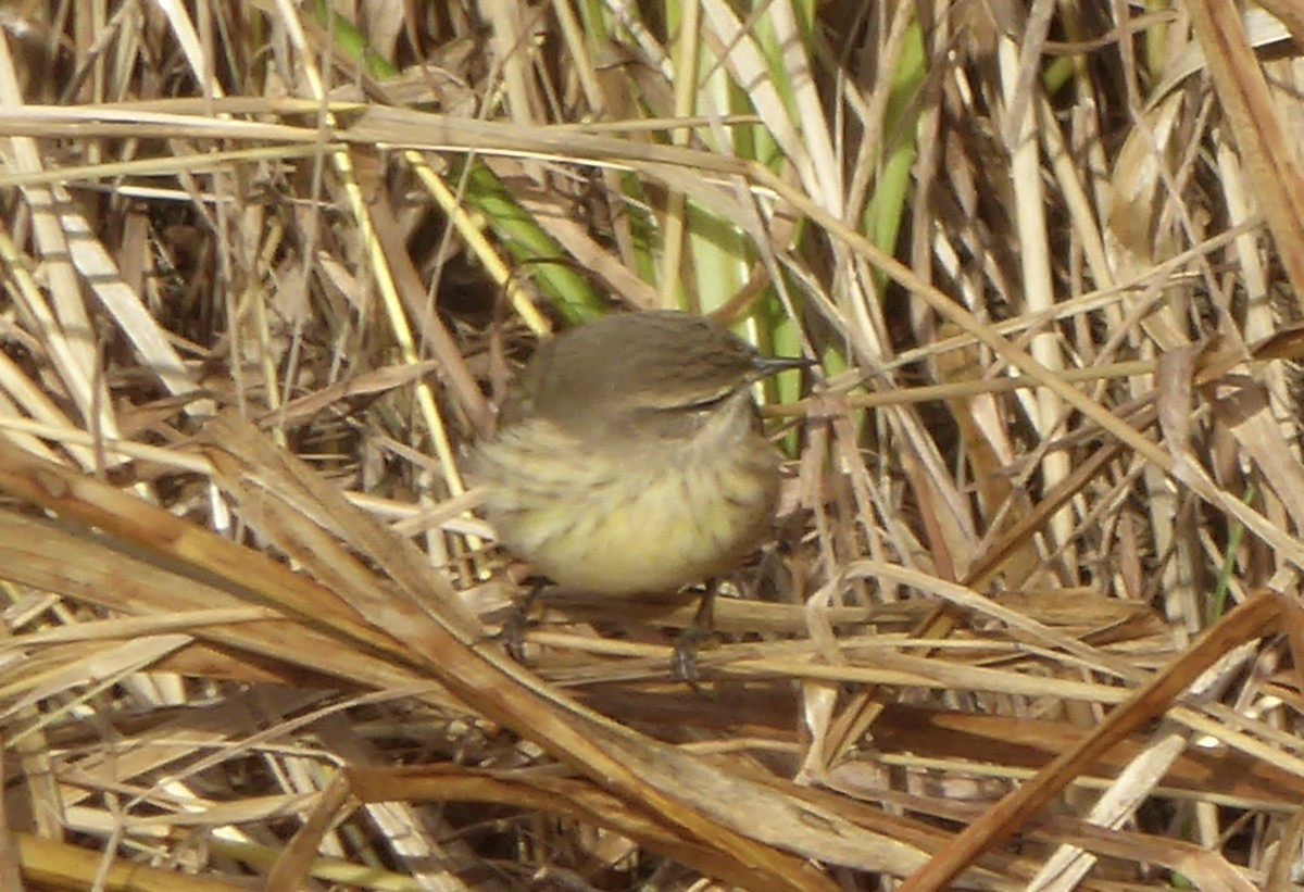 Palm Warbler (Western) - ML119149691