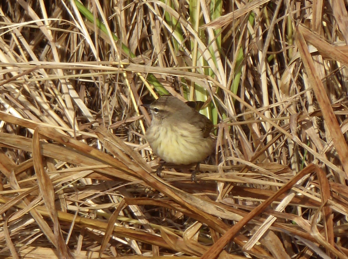 lesňáček bažinný (ssp. palmarum) - ML119149701