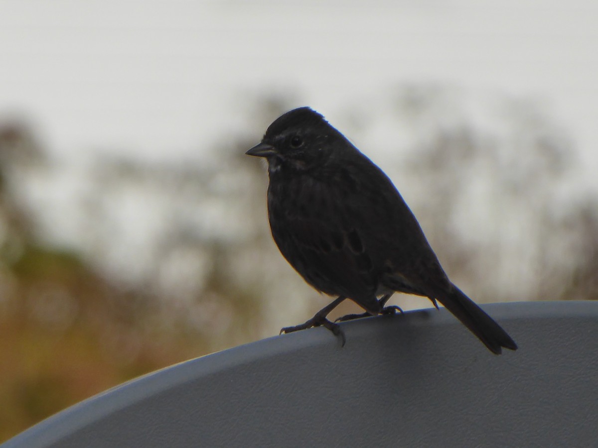 Song Sparrow - T A