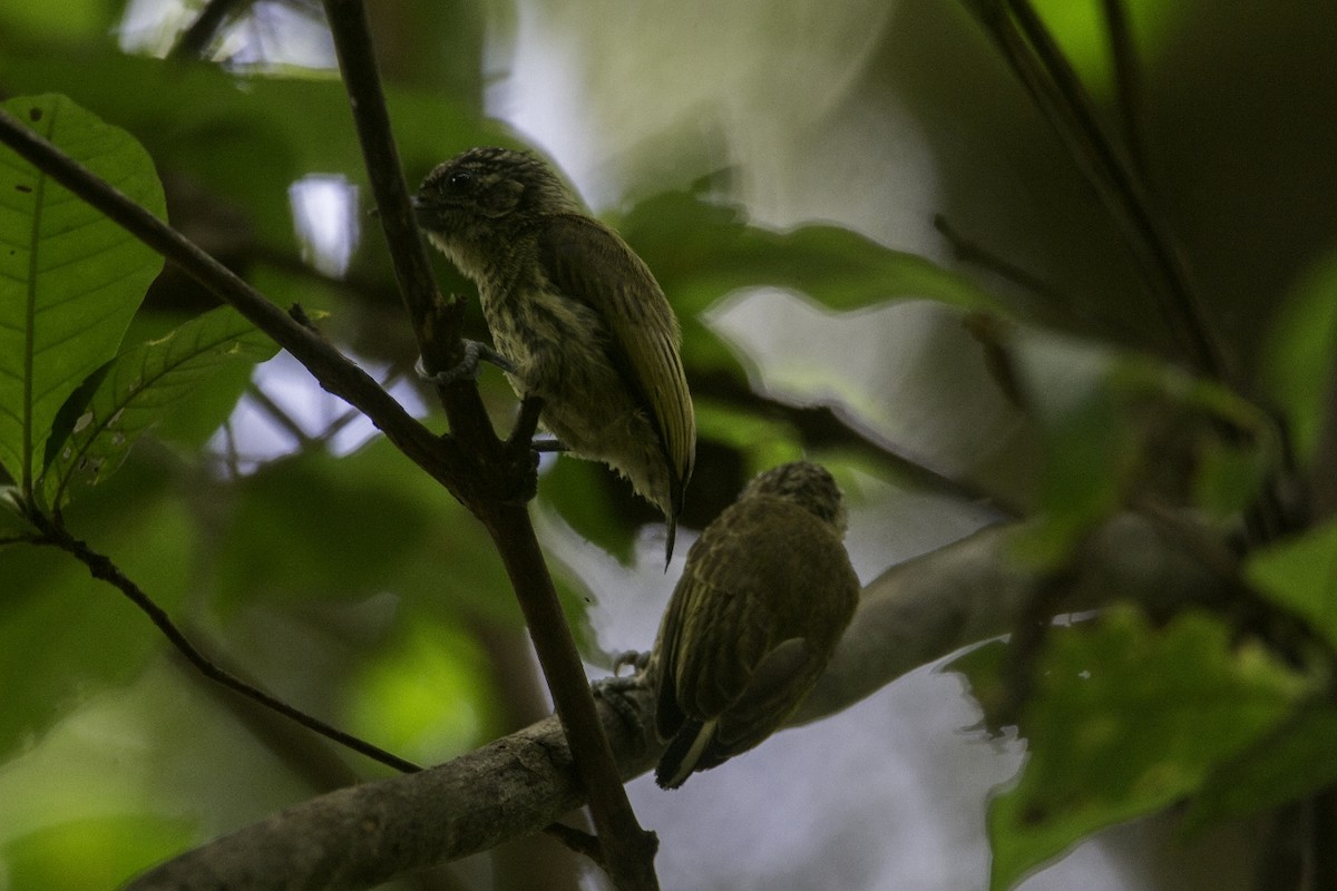 Bar-breasted Piculet - ML119150321