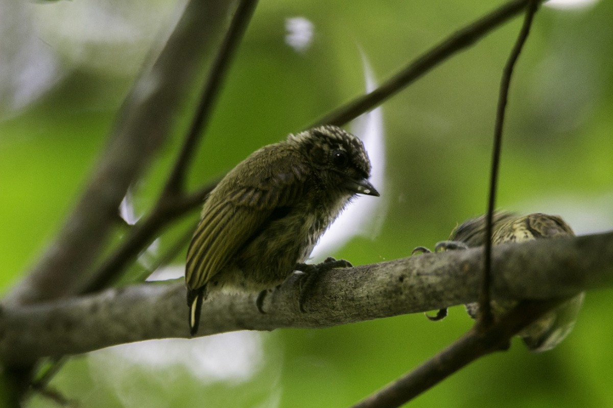 Bar-breasted Piculet - ML119150341