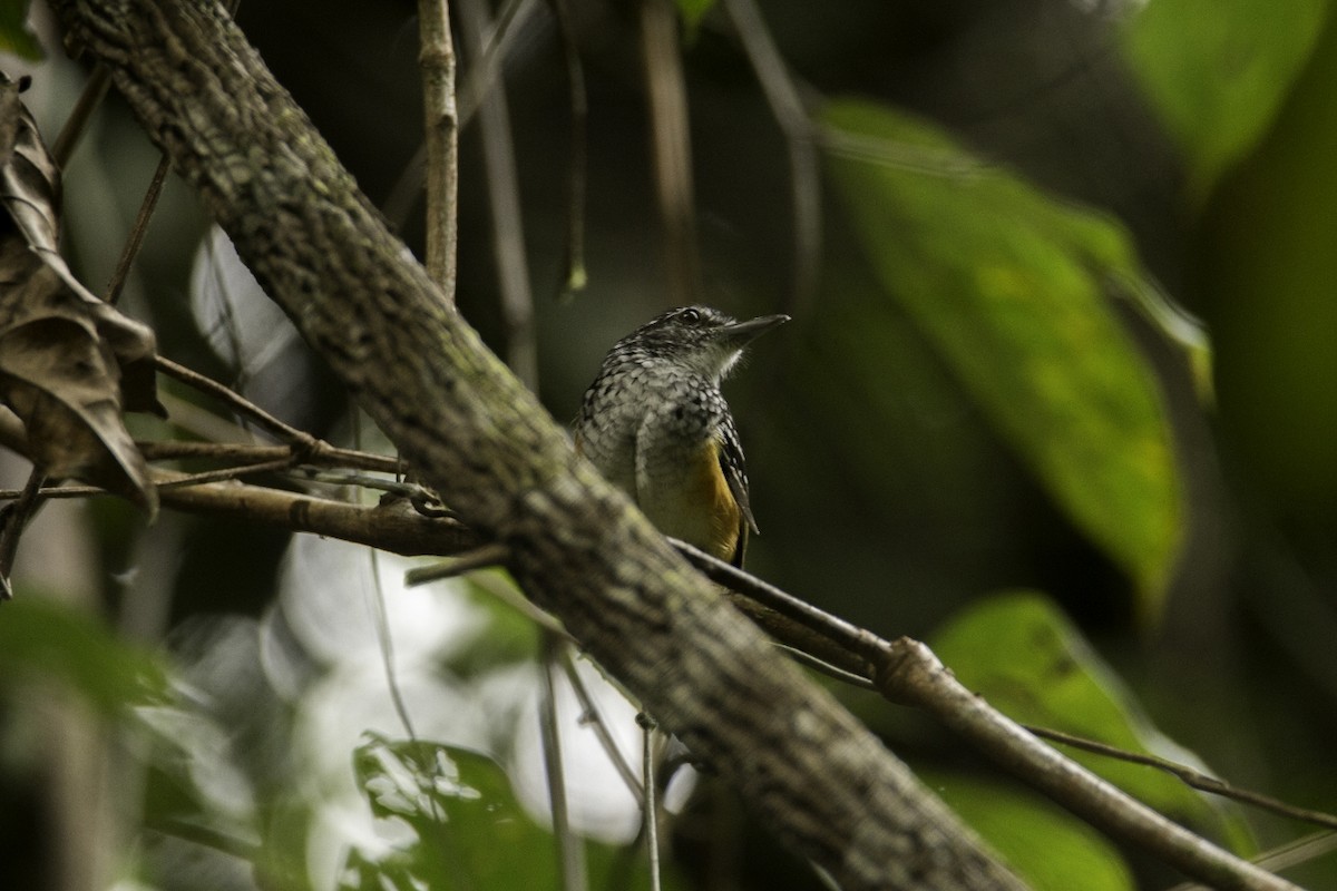 Peruvian Warbling-Antbird - ML119150711
