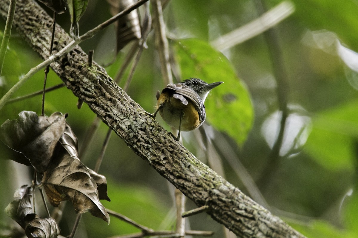 Peruvian Warbling-Antbird - ML119150761