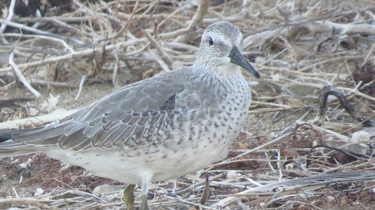 Red Knot - ML119150841