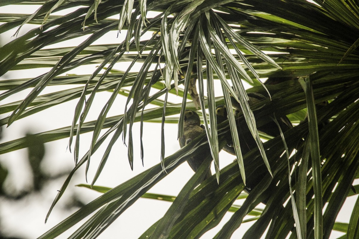 Red-bellied Macaw - ML119150971