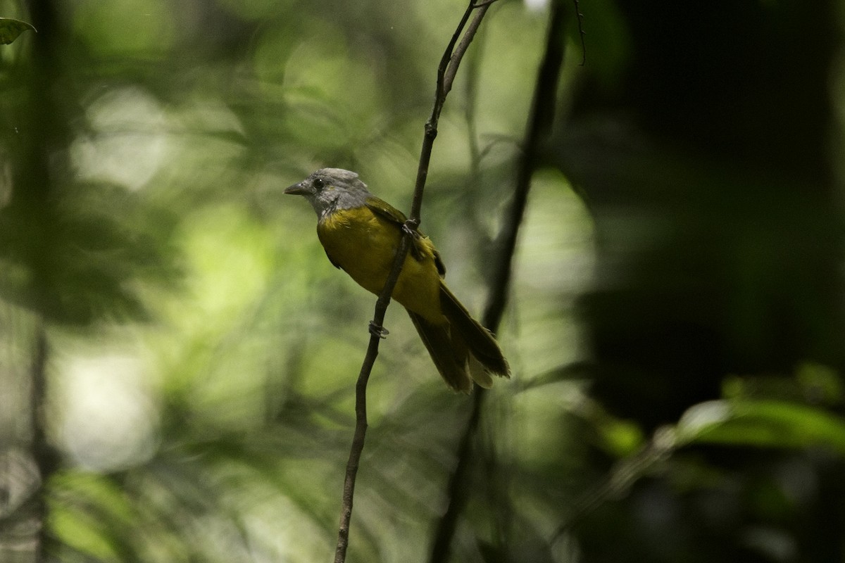 Gray-headed Tanager - ML119151361