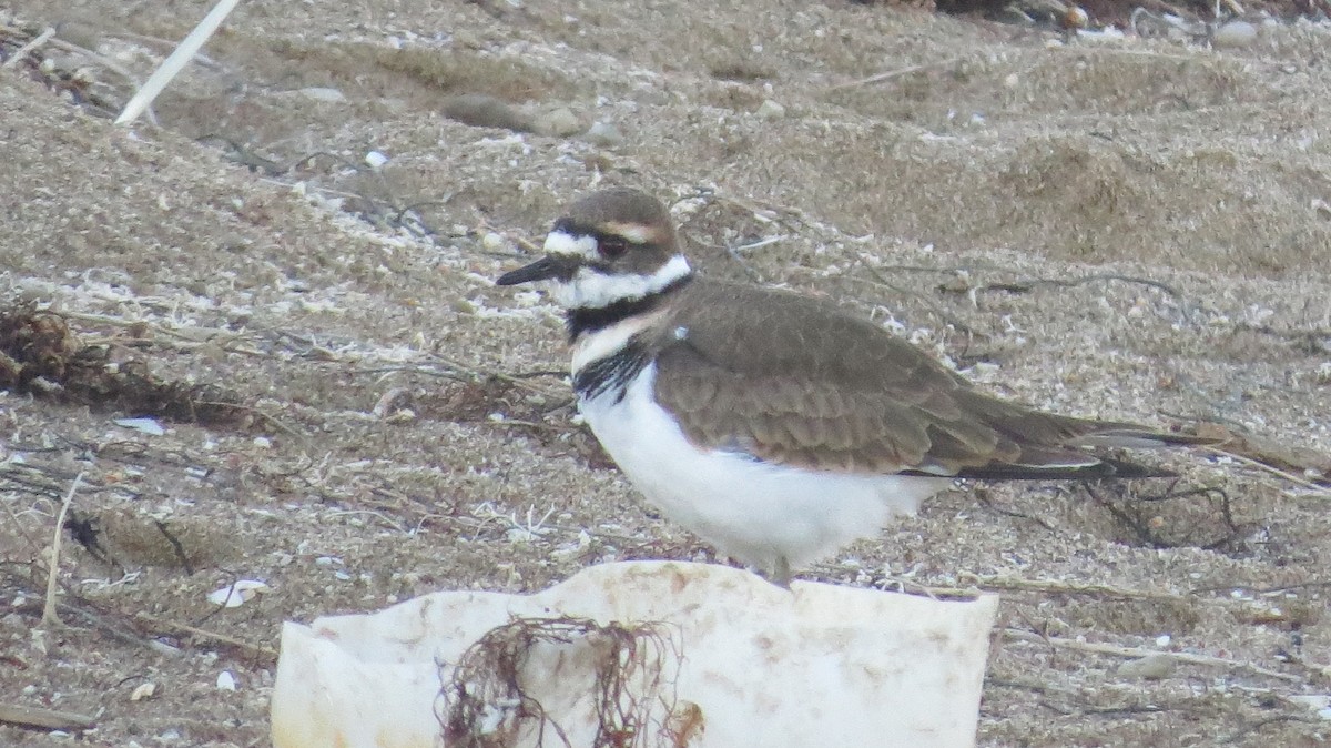 Killdeer - ML119151591