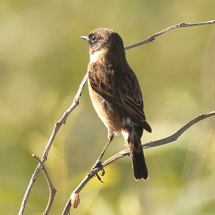 European Stonechat - ML119151791