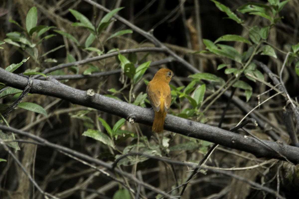 Cinnamon Attila - ML119152031