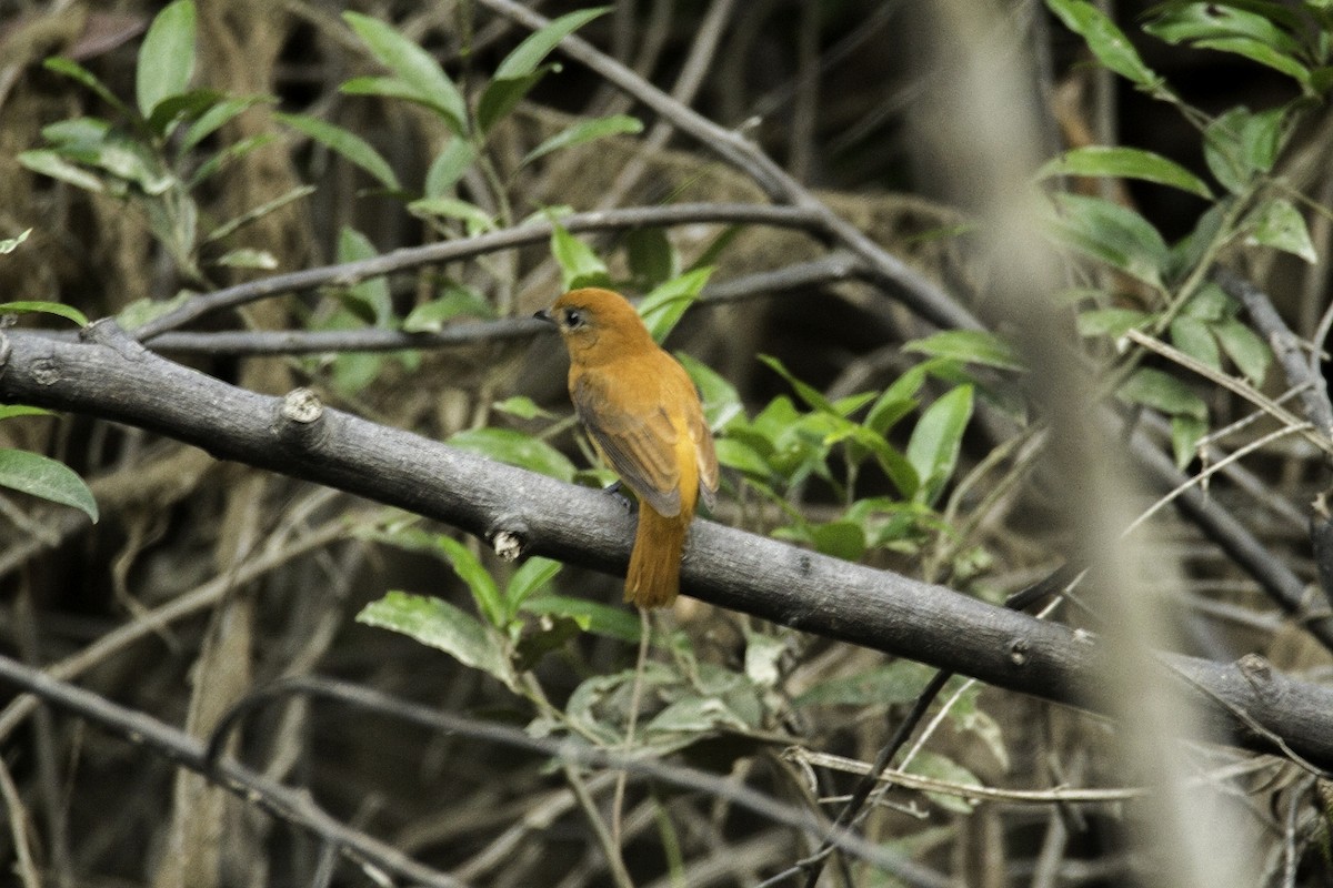 Cinnamon Attila - ML119152041