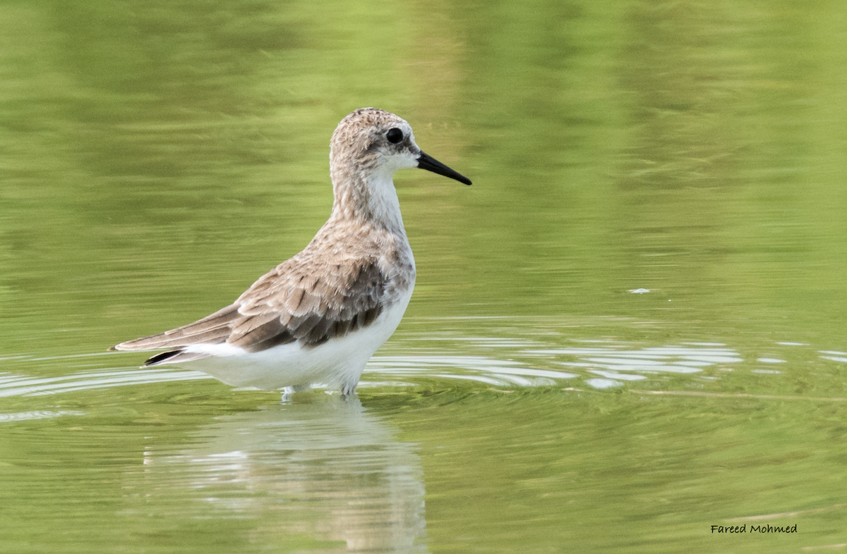 Little Stint - Fareed Mohmed